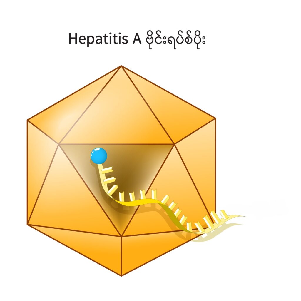 Viral Hepatitis A image